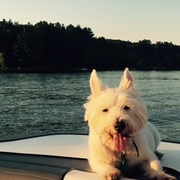 Happy Lake Dog!