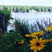Floral view of the lake